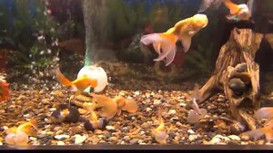 Водяные глазки