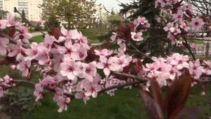 Nigra СЛИВА РАСТОПЫРЕННАЯ. ВАРАШ (Prunus cerasifera. Varash. Ukraine)