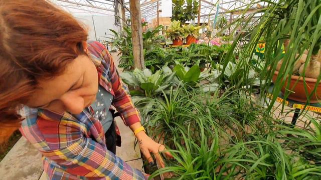 Nolina la pianta mangiafumo смотреть онлайн