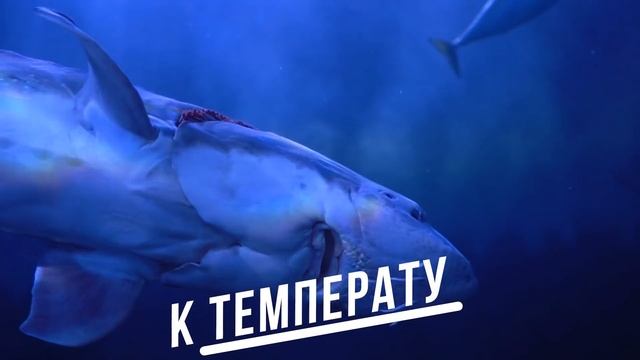 Вот Почему Икра на Самом Деле Настолько Дорогая смотреть онлайн