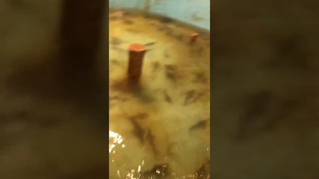 Чистка бассейнов и пересадка осетра