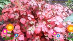 Астильба китайская Колор Флеш. Краткий обзор, описание характеристик astilbe chinensis Color Flash
