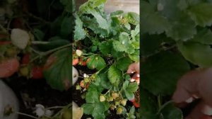 Земляника и клубника из семян сладкоежка,флориан, альпина радуга и другие