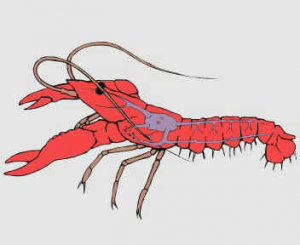 КРОВООБРАЩЕНИЕ У РЕЧНОГО РАКА