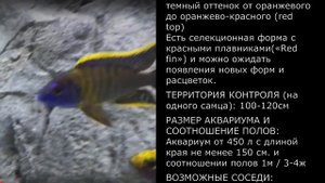 Aulonocara sp. lwanda. Энциклопедия малавийских цихлид от "А" до "Z"