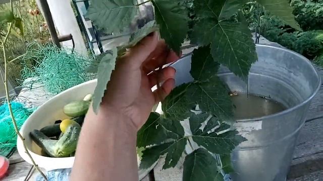 Ежевика Кэддо, пополнение коллекции смотреть онлайн