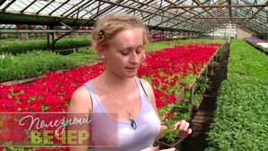 Какие цветы посадить на балконе