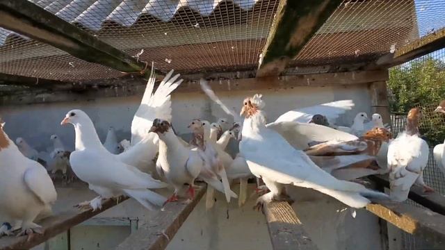 #бакинскиебойныеголуби. Красивая игра бакинских бойных голубей