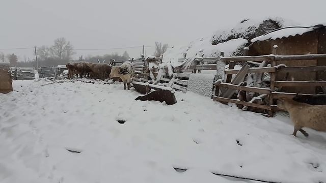 ХУТОР ЗАНЕСЛО СНЕГОМ, сожгла ПОСЛЕДНИЙ УГОЛЬ. КОРОВЫ ПОД СНЕГОМ смотреть онлайн