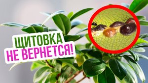 Меры борьбы с щитовкой на комнатных растениях. Как избавиться от щитовки на домашних растениях?