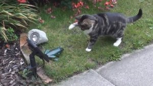Кот боится жабы   Cat vs Toy Frog!
