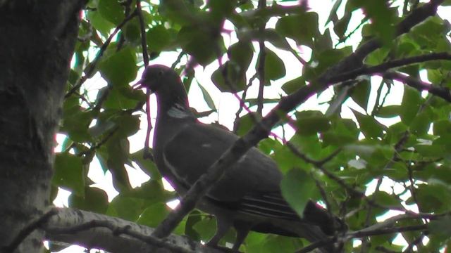 Лесной голубь. Вяхирь. Голос вяхиря. Птицы Сибири. смотреть онлайн