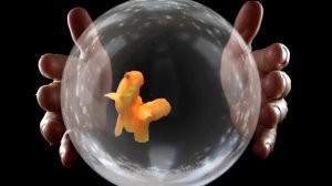 футаж хромакей золотая рыбка для видео монтажа. Green Screen