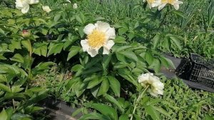 Цветение пионов в июне 2022.