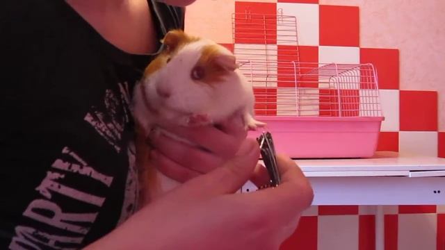 Как подстричь когти морской свинке смотреть онлайн