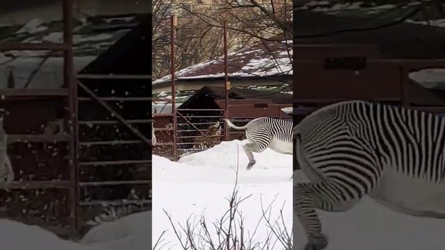 Зимние зебры смотреть онлайн