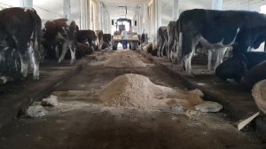 Откорм бычков на 6-й день