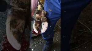 Обрезка копыт у коров