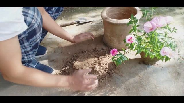 How to grow, plant & care Godetia ( Clarkia amoena ) смотреть онлайн