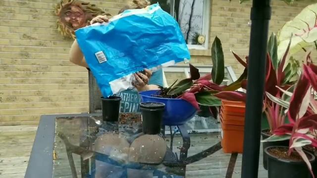 Propagation by Division | Stromanthe Triostar and Medallion Calathea смотреть онлайн