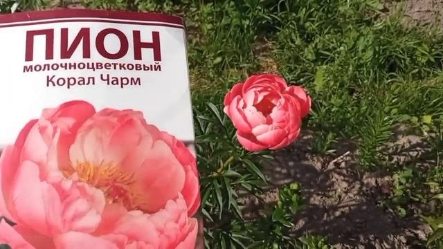 Коралловый чудо пион Корал Чарм. 23 июня 2022