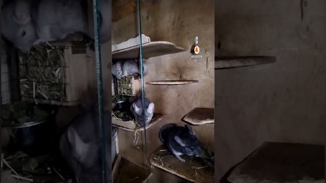 витнрина клетка с шиншиллятами #chinchillas #шиншиллы #проживотных #прошиншилл #шиншиллята смотреть онлайн