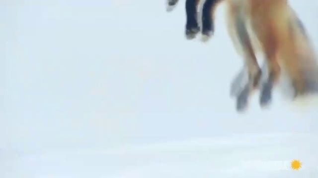 День Лисы продолжается! И вот запись, где лисица-сестрица питается более привычным обедом. смотреть онлайн