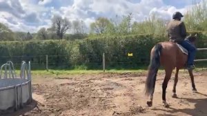 Starting lateral work with a young horse - Check-in