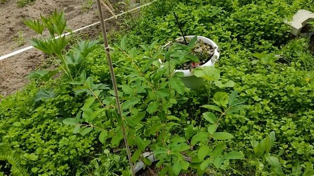 Жимолость. Посадка, уход, польза. смотреть онлайн