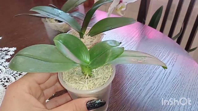 Результати Двох Тижневих пересадок орхідей підлітків .А тепер можна і підживити👍 смотреть онлайн