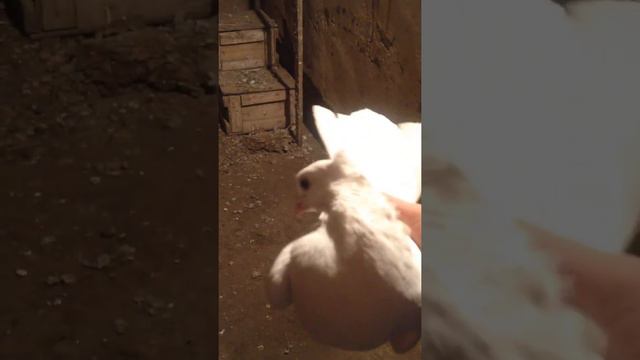 Голуби тасманы сирены белый духчубы с мощным играм смотреть онлайн