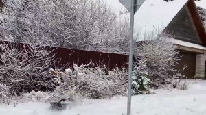 Losi DBXL 1/5 snow ride