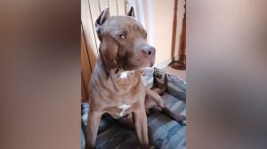 10 фактов о Питбулях, которые нужно знать!