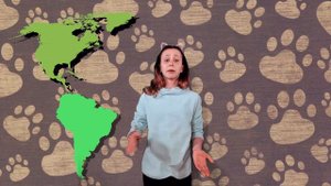 Кошки или Собаки.  Кто Популярнее в Интернете? Разбиваем стереотипы. Кошка, Cобака