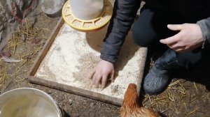 Подвесить кормушку для кур или оставить на полу?Где потери корма меньше?