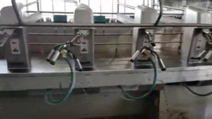 Доильный зал Карусель
