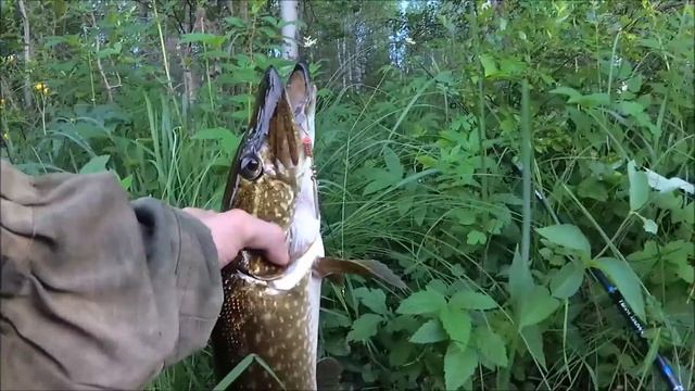 Большая Щука на Спиннинг Рыбалка июль 2022 смотреть онлайн