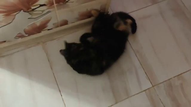 ?Угадайте, где же маленький Голди ? смотреть онлайн