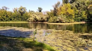 Уголок природы. Заповедник "Волго-Ахтубинская пойма". Ерик Осинки. Сентябрь 2020