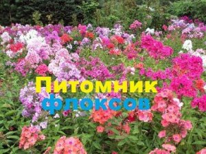 Питомник флоксов, флоксы цветы, сорта флоксов
