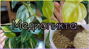 Мутирует Филодендрон?Попытаюсь сохранить яркую веточку?Полное омоложение?Грунт?Медиопикта/Бразил