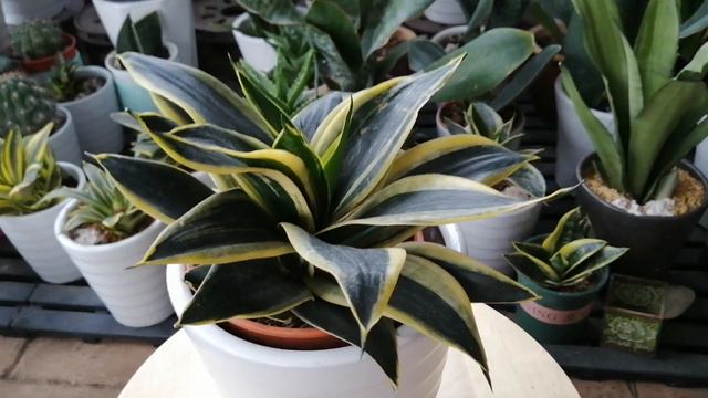 Review Sansevieria Hahnii Marginata : cara penjagaan смотреть онлайн