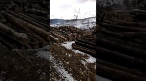 Беспредел ЕАО Хинганск. Китайцам всё можно...