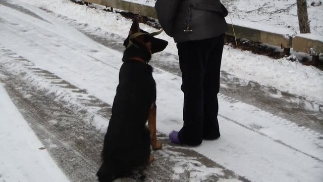 Дрессировка восточно-европейской овчарки Www.dogclass.ru/