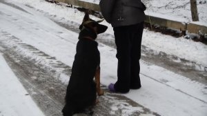 Дрессировка восточно-европейской овчарки www.dogclass.ru/
