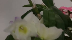 Пересадка катлеи + как я реанимирую катлеи + цветение Phal.Tzu Chiang Chrisna