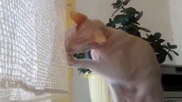 Сфинкс Ленька моет лапы смотреть онлайн