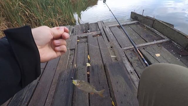 ЛОВЛЯ ОКУНЯ НА СПИННИНГ С БЕРЕГА ОСЕНЬЮ. Погода ужас, но нам пофиг, мы ловим рыбу! смотреть онлайн