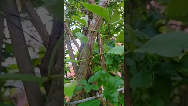 Ithil ( Loranthus ) parasitic plant depending on Pomegranate Tree