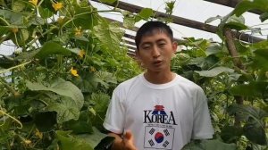 Основные принципы выращивания ОГУРЦА. ПИТАНИЕ. ЧАСТЬ2. принципы не путать с нормами